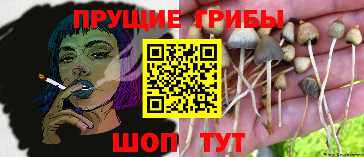Галлюциногенные грибы Psilocybine cubensis  Вход с VPN  Вятские Поляны 